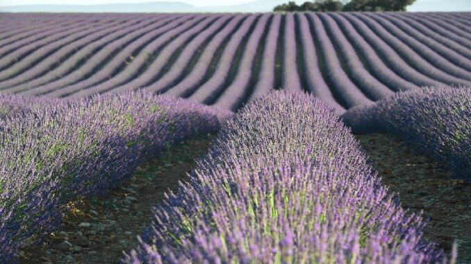 Měsíc v Provence