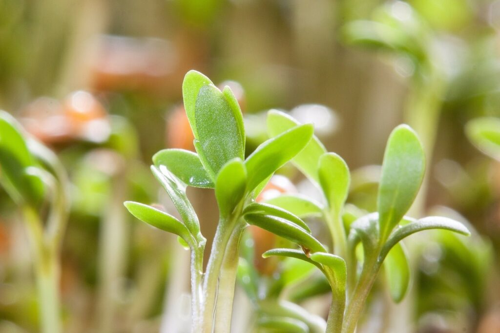 Microgreens – zdravě v domácnosti