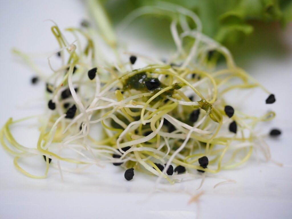 Microgreens – zdravě v domácnosti