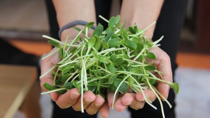 Microgreens – zdravě v domácnosti