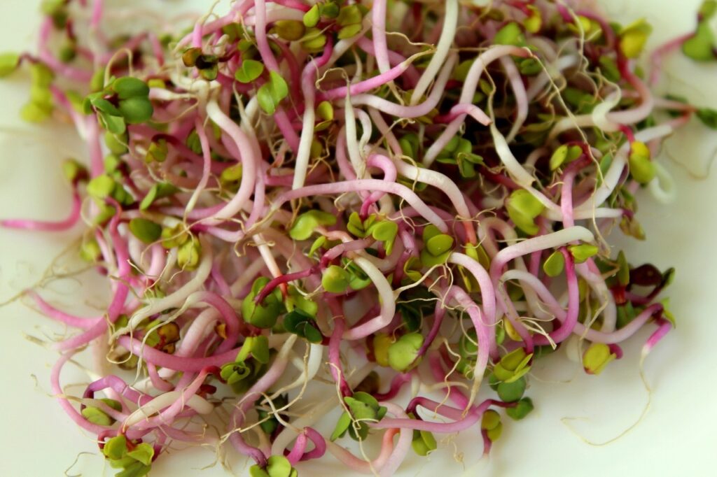 Microgreens – zdravě v domácnosti